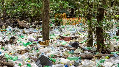 Highly Commended, Mangroves & Conservation, Steven Paton, Panama. Photo: Steven Paton / Mangrove Photography Awards