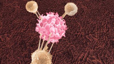 Illustration of white blood cells attaching to cancer cell. Getty Images