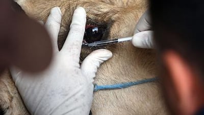 Dr. Rajesh Singh with Hilli Embryo Transfer centre collects camel tears for research conducted at UAE University in Al Ain. Sammy Dallal / The National