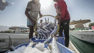 Fishermen prepare their catch for delivery to different areas in the UAE at Al Rams fishing port, Ras Al Khaimah. Leslie Pableo for The National
