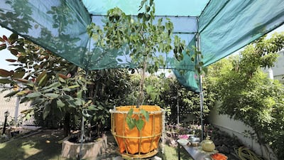 A sapling taken from the main bodhi tree in the garden of Dubai's Buddhist temple. Chris Whiteoak / The National