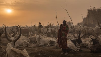 Early morning at the cattle camp.