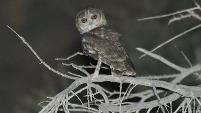 The Omani owl responded to the call played by the research team of the Emirates Wildlife Society, confirming its presence in the Emirates. Courtesy Arnoud B van den Berg