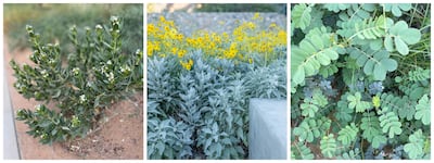 From left, Rhazya stricta, Brittlebush and Italian senna are three outdoor plants hardy enough to withstand the heat of the UAE. Photo: Wilden Designs