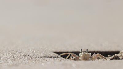 CATEGORY WINNER: ghost crab. Photo by HaoYun Zhuang