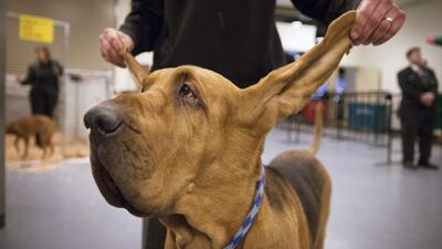 Nathan, a bloodhound, has his ears held for a photograph in the benching area. John Minchillo/AP photo