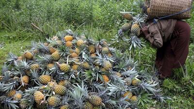 A labourer piles up pineapples after picking them at a farm in Agartala. Arindam Dey / AFP
