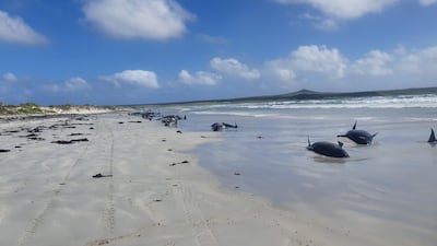 Pilot whales are seen stranded on the beach in Chatham Islands, New Zealand in this picture obtained from social media. Reuters