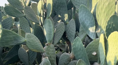 Farmers in Minya are busy harvesting the fruit from mid-July to the end of September. Kamal Tabikha / The National