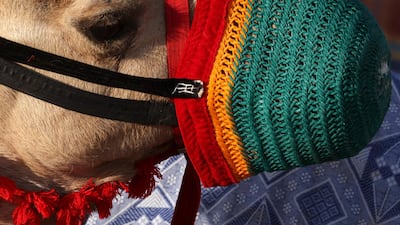 Camels taking part in a race are gathered by the track. AFP