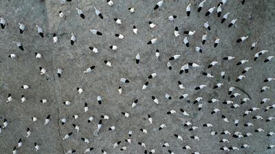 Storks gather on recyclable plastic material at the Tovlan landfill in the Jordan Valley, in the Israeli-occupied West Bank, on February 18, 2022. AFP