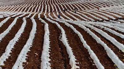Palestinian farmers work on their land in the area around Al-Jeftlik in the northern Jordan Valley, east of Nablus, West Bank. ALAA BADARNEH / EPA