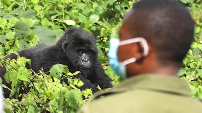 A park ranger wearing a protective mask in the Virunga National Park. Peter Yeung