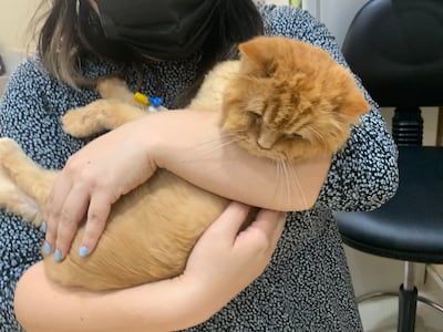 Evelyn Lau with her cat Amy at the veterinary clinic. Evelyn Lau / The National