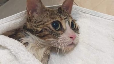 Rosy pictured as she receives medical treatment after being locked in a hot car for hours. Courtesy Natalie Stones