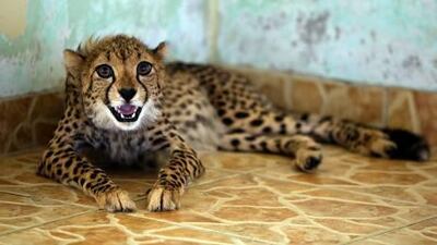 The young cheetah found wandering in the capital on Sunday is being kept in quarantine at the Abu Dhabi Wildlife Centre.