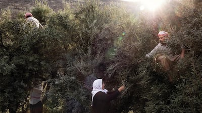 LALISH, IRAQ: Yazidi men and women pick olives.
