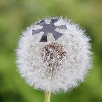 Scientists in Austria and Germany have created ultrafast robots that can swim, levitate, move cargo and catch flies. Courtesy: Xu Wang and Guoyong Mao