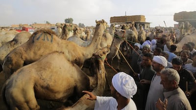 Camel sellers at the Birqash Camel Market.