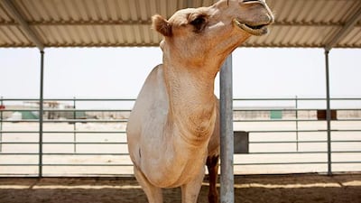 SWEIHAN, UNITED ARAB EMIRATES - August 28, 2013 - Nassi and other retired champions live out their days at the Advanced Scientific Group Camel Research Facility. Watch his descendants race at the Sweihan track, an hour from Abu Dhabi and 40 minutes from Al Ain. Christopher Pike / The National