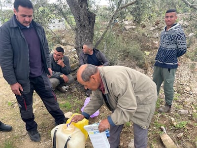 Farmers depend on the olive harvest as one of their main sources of income each year. Photo: Ali Ghanim