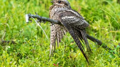 Eurasian nightjar were identified at the zoo