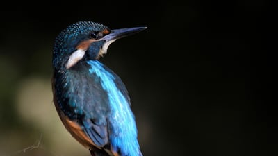 A common kingfisher (Alcedo atthis) sits on a branch in the Nature Reserve of the Fishponds of Pacsmag, Hungary. EPA