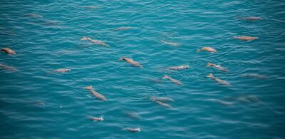 Abu Dhabi has the second-largest dugong population in the world. Environment Agency Abu Dhabi