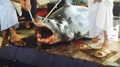 The shark landed on the deck of a boat on Sunday: but did he jump or was he fished? Courtesy Fujairah Fishermen’s Association