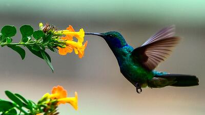 A hummingbird feeds on the nectar of a flower in Boquete, Chiriqui Province, Panama. AFP