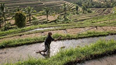 A farmer prepares to open the water irrigation after finishing the rice harvest. Agung Parameswara / Getty Images