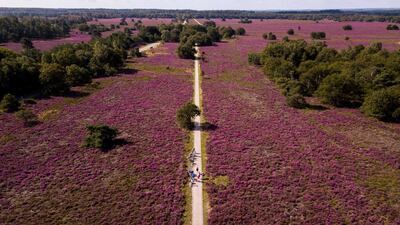 An aerial photo taken with a drone shows a heather in bloom at Veluwe nature reserve in Vierhouten, The Netherlands. EPA