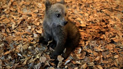 A brown bear cub is seen at NGO Arcturos' bear sanctuary in the village of Nymfaio, near Florina, Greece. Reuters