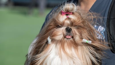 An attendee at the Abu Dhabi Pet Festival