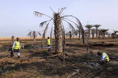 Pest control workers look for malaria mosquitos in the irrigation water of a farm in Al Rahba town, Abu Dhabi. Jaime Puebla / The National )