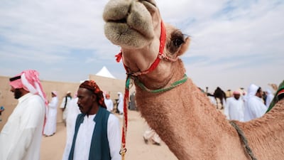 Camel handlers at the Al Dhafra camp site. Victor Besa / The National