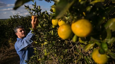 Farmers in Brazil (pictured) and India are likely to be most affected by the combined effects of fertiliser shortages and El Nino. Getty Images