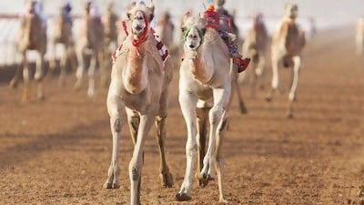 An early morning camel race in Ras al Khaimah.