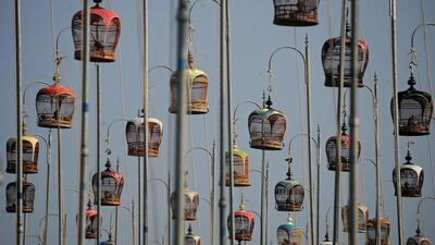 Birds sit in their cages during a bird-singing contest in Thailand’s southern province of Narathiwat. Over one thousand birds from Thailand, Malaysia and Singapore take part in the traditional contest. Madaree Tohlala / AFP