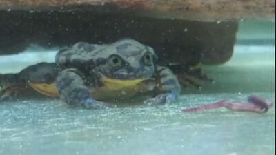 "Romeo" the frog has found love.