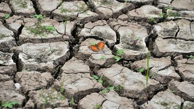 A butterfly hovers over the parched earth at Los Laureles reservoir during Earth Day in Tegucigalpa.. AFP