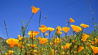 A woman holds on while ziplining over blooming wildflowers at Skull Canyon Ziplines in Corona, California. AFP