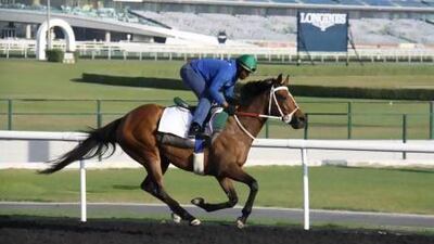 Igugu trains at Meydan racecourse in Dubai. Courtesy Dubai Racing Club