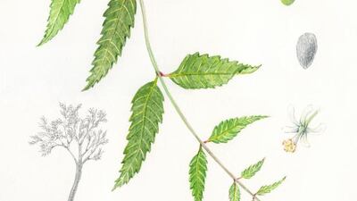 Donna Torres for The National