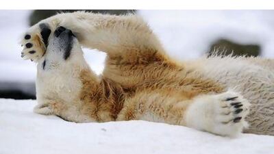 Knut rolls in the snow in his enclosure at Berlin's Zoologischer Garten zoo.