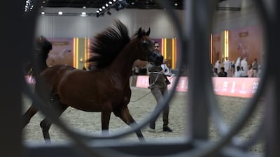A colt Shhab Al Zobair is guided by a horseman during the Dubai International Arabian Horse Championship 2026 in Dubai. EPA