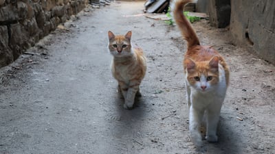 Cats look on as a shelter is built