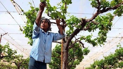 Ramadan Nabil Abu Majed, 16, prunes grape vines with his classmates at Kingdom Agricultural Development Company.