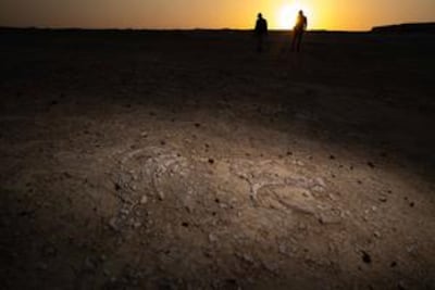 Researchers surveying a sea cow fossil site in Qatar. Alex Boersma