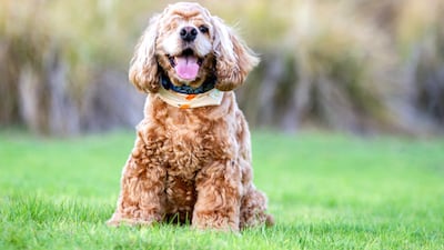Chester, a brown spaniel, has one eye. Courtesy: Em Ray